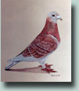 Pigeon Painting by Larry Holbrook